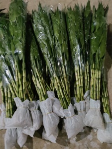 海南富贵竹批发种植基地常见问题解答