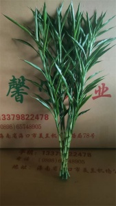 海口富贵竹的批发价格