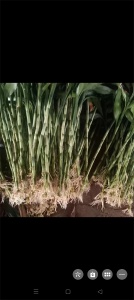 海口富贵竹土壤与种植环境