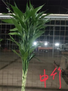 海口富贵竹种植方式与密度