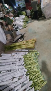 海口富贵竹种植基地水肥管理