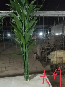 海口富贵竹种植病虫害防治