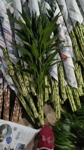 海南富贵竹种植日常管理与采收