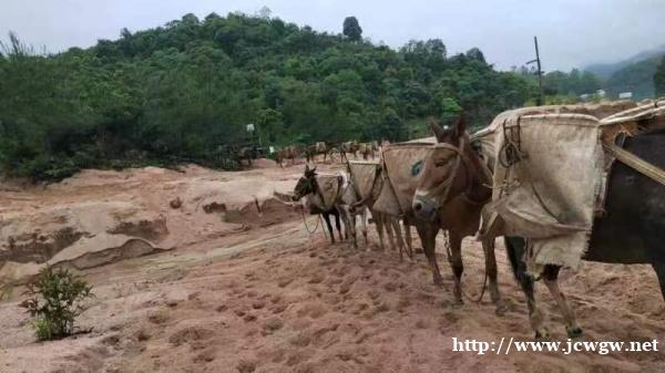 骡马搬运队 骡马搬运队