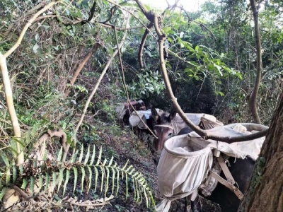 高山马帮运输队