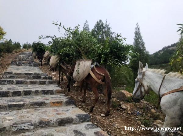 山路骡马运输队 山路骡马运输队