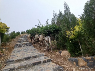 骡马运输队面临哪些主要挑战？