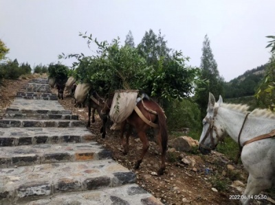 山路马帮搬运队