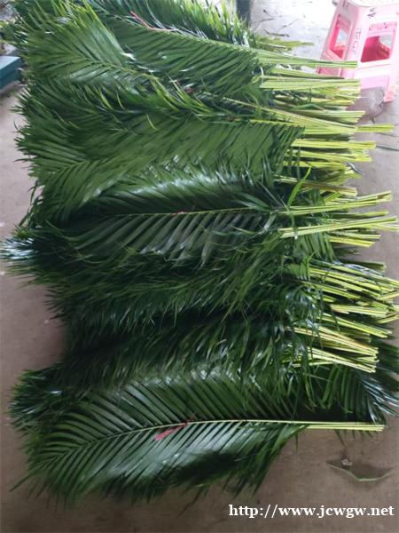 海南鱼尾叶应用价值 海南鱼尾叶应用价值