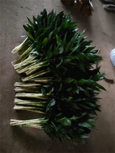 海南观音竹的生长习性