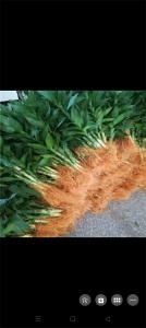 海南观音竹繁殖方式