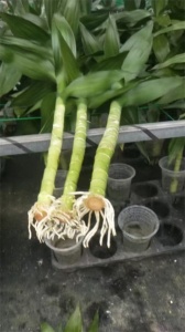 海南观音竹的用途