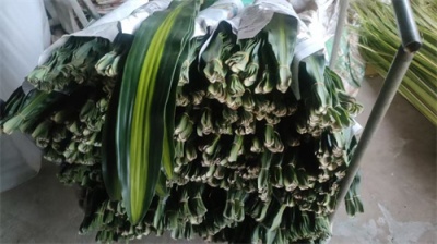 海南巴西叶的详细介绍