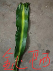 海南巴西叶的主要用途