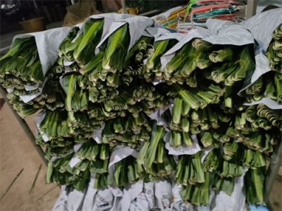 海南巴西叶的养护要点