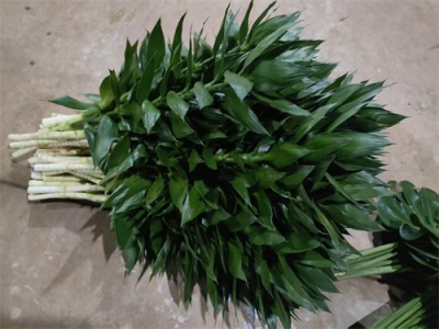 海南富贵竹基地专业种植海南富贵竹