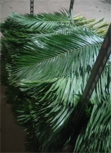 海南散尾葵散尾叶基地直销批发-一抹散尾叶，邂逅自然诗意生活