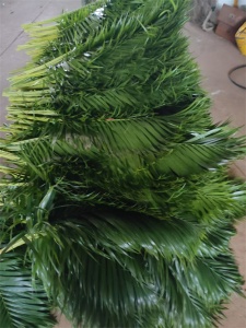 海南散尾叶批发：源头直采，畅享绿意商机