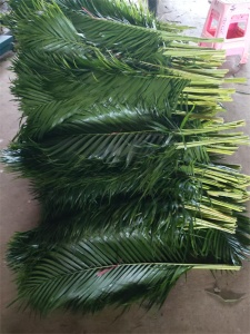 海南散尾叶批发价格多少？