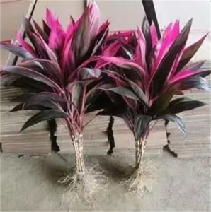 海南红朱焦生长环境与习性