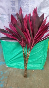 海南红朱焦的价值与意义