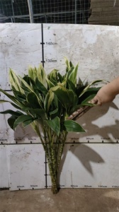 探寻海南绿朱焦的独特魅力