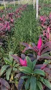 海南绿朱焦的生长环境十分独特