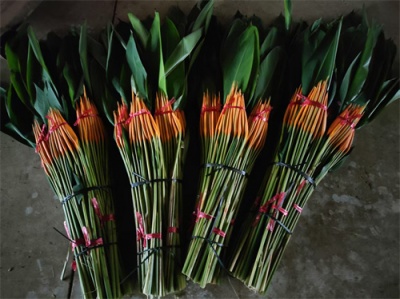 海南黄金鸟切叶种植基地