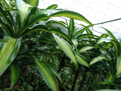 海南巴西叶的种植技术