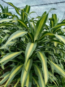 海南巴西叶种植案例分析：成功经验分享