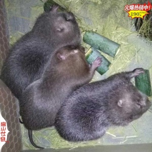 广东标准扁山竹鼠养殖基地 2025广东红颊中华竹鼠种苗场一组1公3母