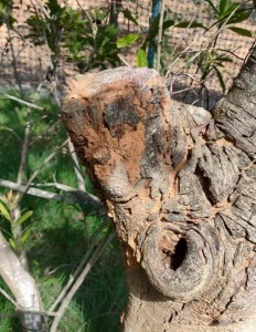 老房子白蚁问题严重，韶关有没有彻底根治白蚁的方法？​