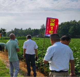 潜江汉黄1号黄豆种汉黄1号豆种多少钱一斤哪里有卖