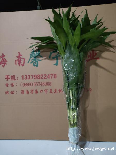 海南富贵竹基地种植富贵竹技术与管理 海南富贵竹基地种植富贵竹技术与管理