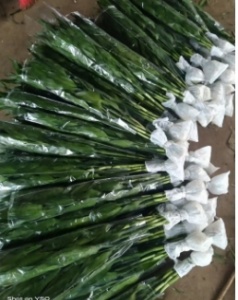 富贵竹养护方法海报设计水培绿植养护技巧