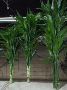 海南富贵竹种植基地：绿色生态与产业的融合之路